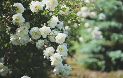 Белые розы в саду: картина совершенства и прекрасного png