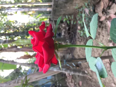 Белые розы в саду: цветочная симфония на вашем экране webp