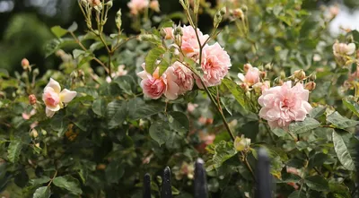 Белые розы в саду: красота, окутанная лепестками png