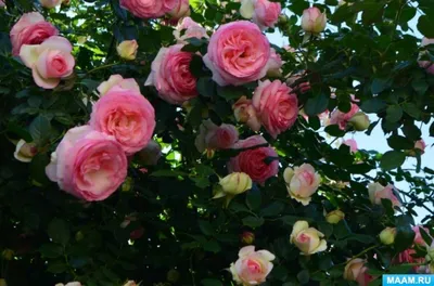 Уникальные белые розы в саду: волшебство природы webp
