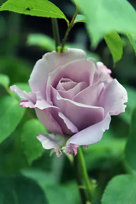 Фото белых роз в саду: чувственность и романтика png