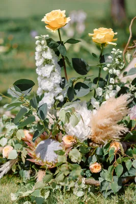 Белые розы в саду: прекрасный мир цветов и ароматов webp