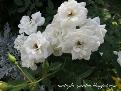 Впечатляющие белые розы в саду: шедевр природной красоты jpg