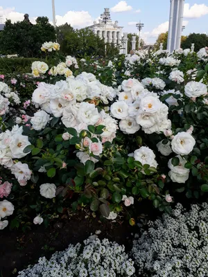 Изысканные белые розы в саду: отражение совершенства jpg