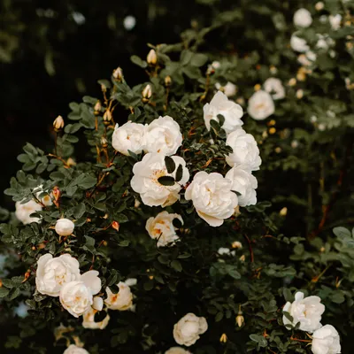 Фотография белых роз в саду: магия белоснежных лепестков