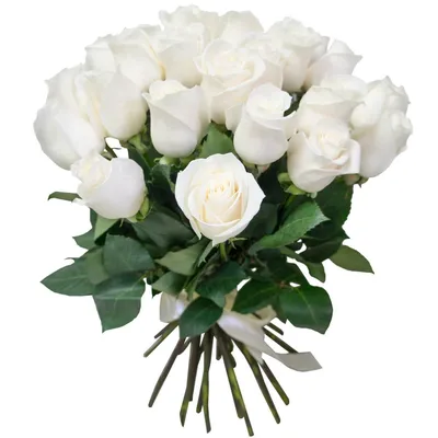 Белые розы  фото