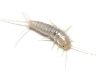 Белые тараканы  фото