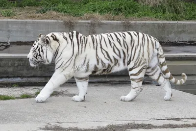 Красивый белый амурский тигр на фото