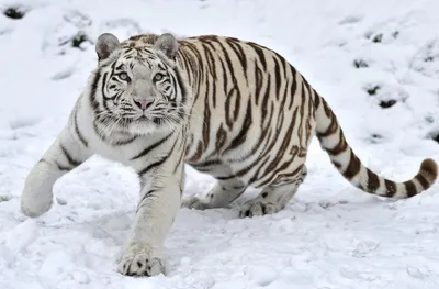 Фотография белого амурского тигра в уникальном формате