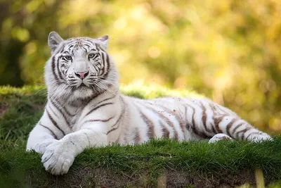 Фото, запечатлевшее белого амурского тигра в дикой природе