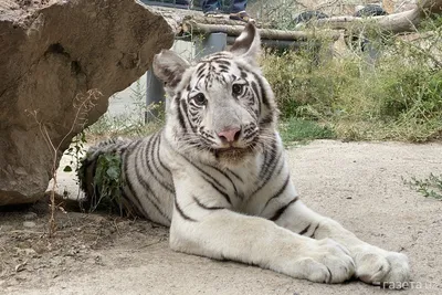 Удивительная фотка белого амурского тигра, заставляющая задуматься