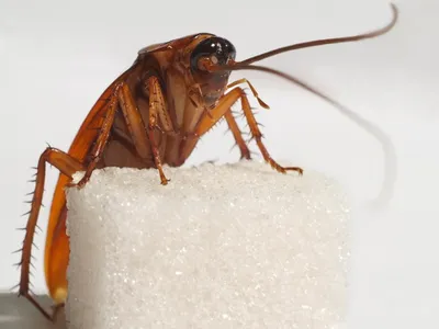Фотографии белого таракана: красота в непривычном