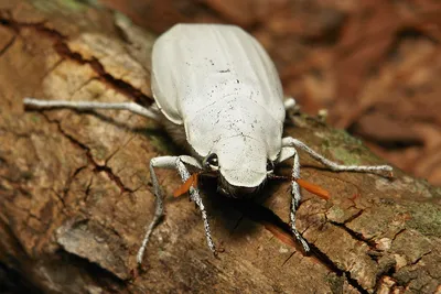 Белый таракан на фото: уникальные моменты