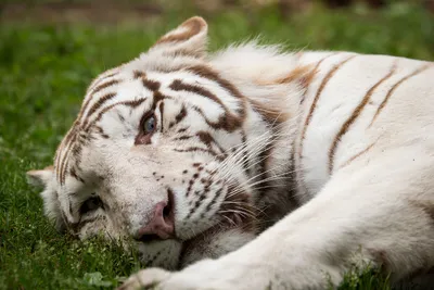 Белый тигр животного: большой размер, формат jpg