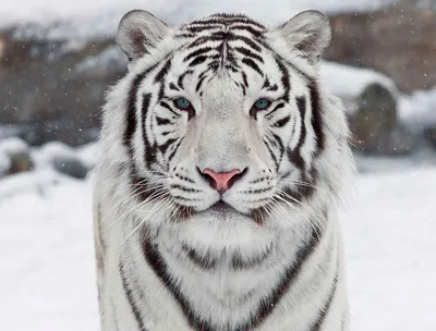 Белый тигр животного фотографии