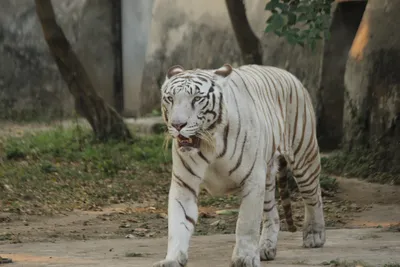 Картинка белого тигра животного: маленький размер, формат png