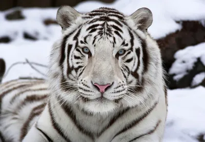 Уникальное фото белого тигра в формате png