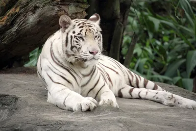 Иллюстрация редкого белого тигра в формате jpg