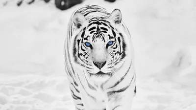 Фотография красивого белого тигра на скачивание