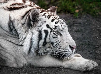 Фотография белого тигра, привлекающая внимание