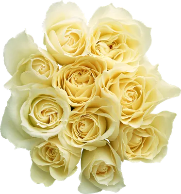 Белые розы в высоком разрешении в формате jpg