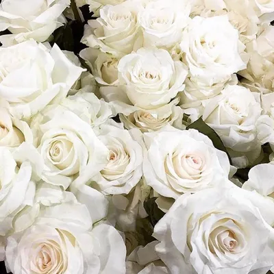 Белые розы в качественном формате jpg на странице фото