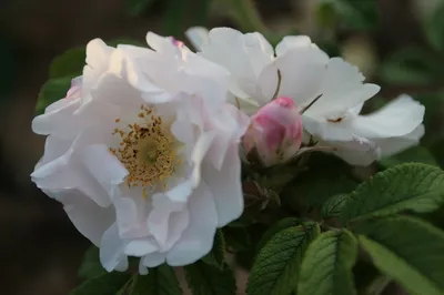 Фотография белых роз с возможностью сохранения в png