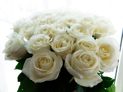 Красивые белые розы в высоком качестве на странице фото