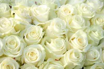 Белых роз с большим расширением фотографии