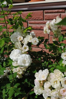 Фотка розы в большом размере доступна в webp