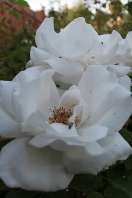 Фотография розы с высоким разрешением в формате webp