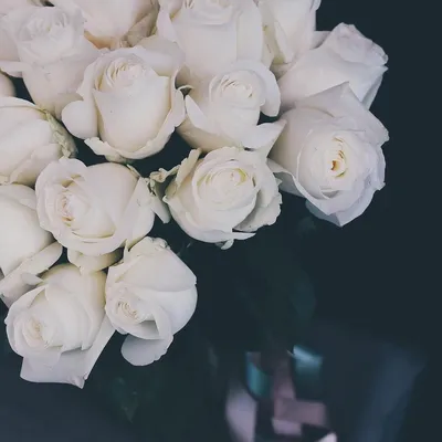 Фото роз с высоким разрешением в разных форматах