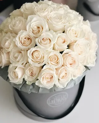 Красивые белые розы на странице фото с высокой четкостью