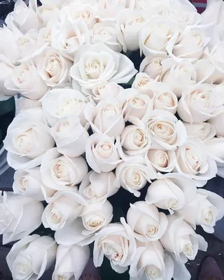 Красивые белые розы на странице с качественными фотографиями
