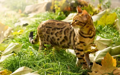 Фото бенгальской кошки с яркими глазами