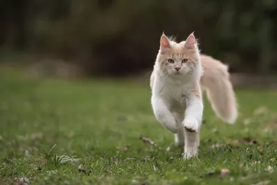 Изображение бенгальской кошки на белом фоне