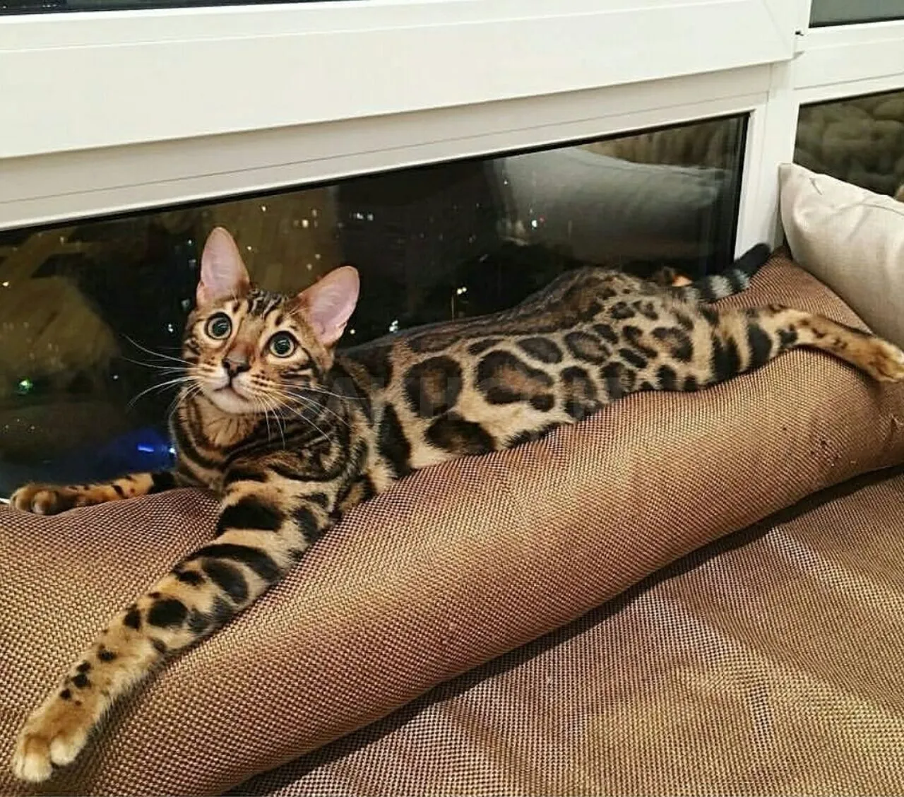 Бенгальская кошка размер. Кошки бенгальской породы. Бенгальская Саванна кошка. Бенгальская леопардовая кошка. Кот бенгал бенгальский.