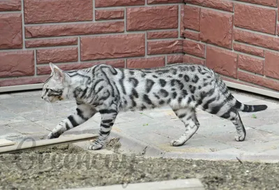 Картинка Бенгальской кошки с хозяином: Свежий взгляд на фотографию