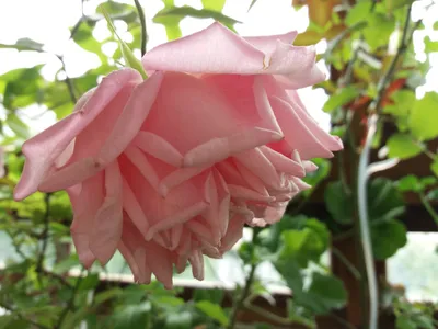 Бенгальская роза: красивая фотография