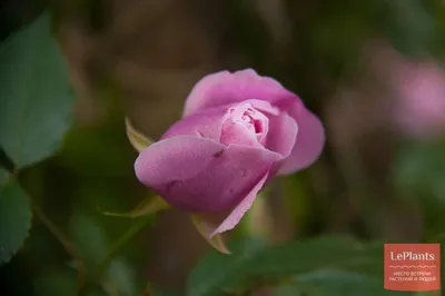 Изумительная картинка Бенгальской розы