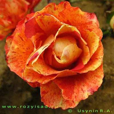 Очаровательное изображение Бенгальской розы