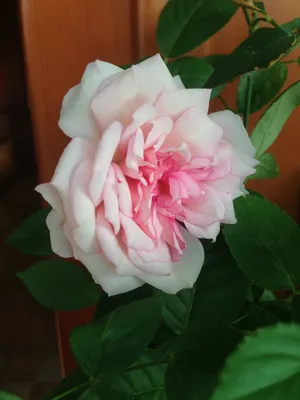 Бенгальская роза: фото с возможностью загрузки в разных форматах
