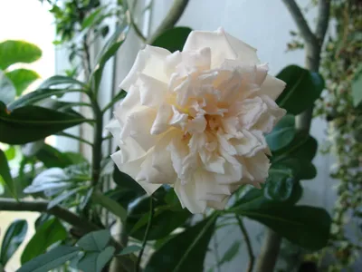 Бенгальская роза фотографии