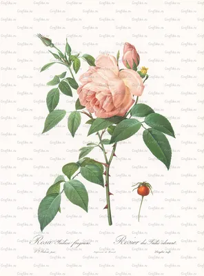 Изображение Бенгальской розы: выберите подходящий размер
