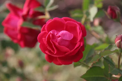 Фотография Бенгальской розы: доступные форматы для загрузки