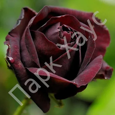 Впечатляющая Бенгальская роза на фото