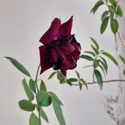 Фото Бенгальской розы: выберите удобный размер