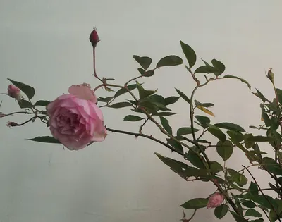 Уникальная картинка Бенгальской розы