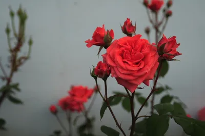 Бенгальская роза: фотография с высоким разрешением
