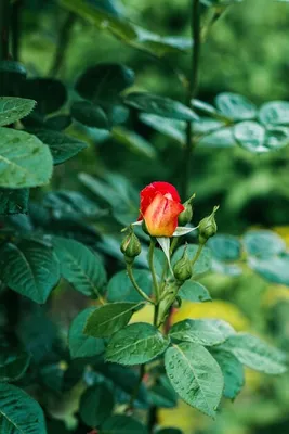 Фото Бенгальской розы: выберите желаемый размер
